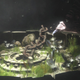 Illustration for article titled emThe Last Guardian/em: The First Screenshots